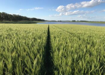 Mapa libera R$ 360,5 milhões para o Seguro Rural e garante cobertura até agosto