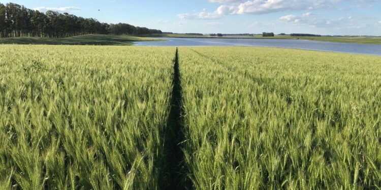 Mapa libera R$ 360,5 milhões para o Seguro Rural e garante cobertura até agosto