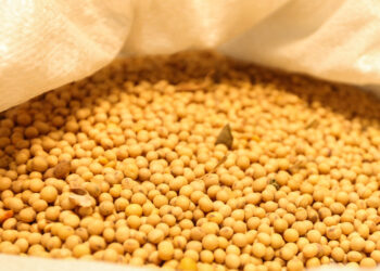 Embarques de soja seguem firmes no primeiro semestre e somam 68 milhões de toneladas em 2025