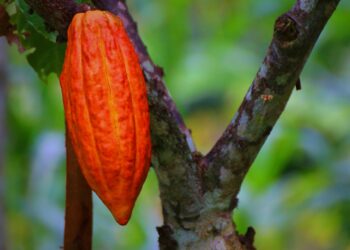 Pará consolida protagonismo no cacau com produção sustentável e inovação em Medicilândia