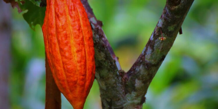 Pará consolida protagonismo no cacau com produção sustentável e inovação em Medicilândia