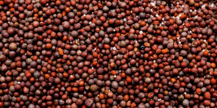 Brasil conquista novo mercado para sementes de canola na África do Sul