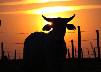 Oferta de boi confinado traz estabilidade e leve recuo na arroba, aponta Cepea