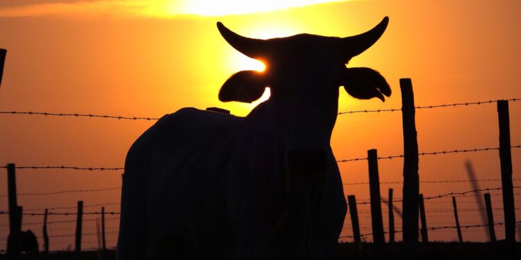 Oferta de boi confinado traz estabilidade e leve recuo na arroba, aponta Cepea