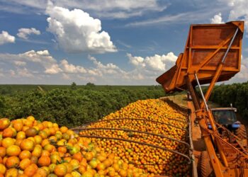 Agro brasileiro exporta US$ 82 bilhões no primeiro semestre de 2025 e reforça liderança global em alimentos