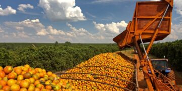 Agro brasileiro exporta US$ 82 bilhões no primeiro semestre de 2025 e reforça liderança global em alimentos