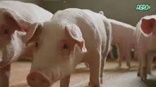 Dia Nacional do Suinocultor