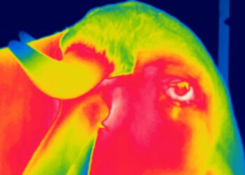 Câmeras termográficas ajudam a monitorar reprodução e saúde de zebuínos em Minas Gerais