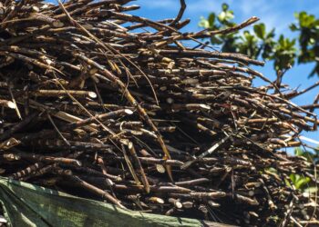 Safra 2025/26: moagem de cana recua 14% e produção de açúcar e etanol registra forte queda no Centro-Sul