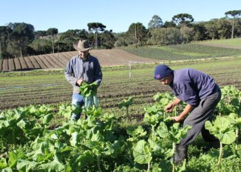AgroAmigo fortalece agricultura familiar com apoio de líderes comunitários e cooperativas