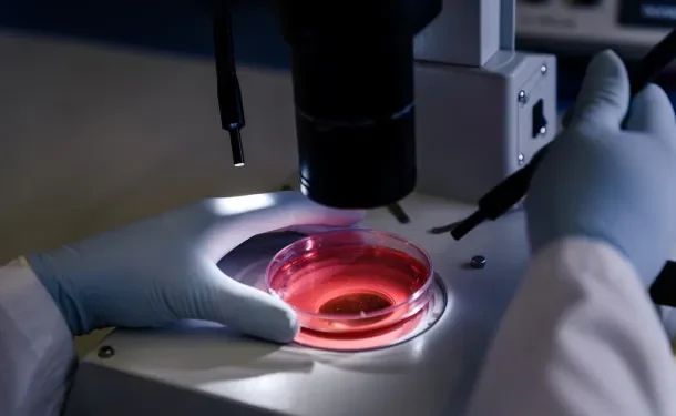 Brasil obtém autorização para exportar soro fetal bovino à União Econômica Euroasiática