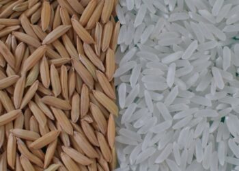 Governo lança nova compra pública de arroz para sustentar preços e reforçar estoques