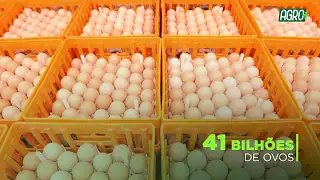 Dia Nacional da Avicultura