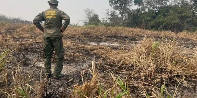 Desmatamento na Amazônia se mantém em patamar historicamente baixo, mas queimadas seguem como desafio climático