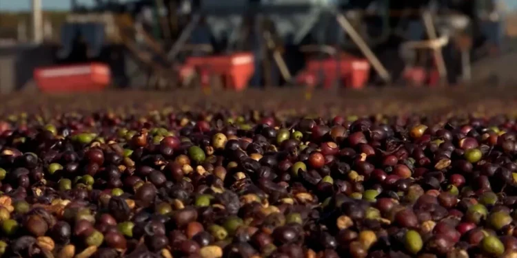Exportações de café recuam em julho com atrasos portuários e perdas bilionárias
