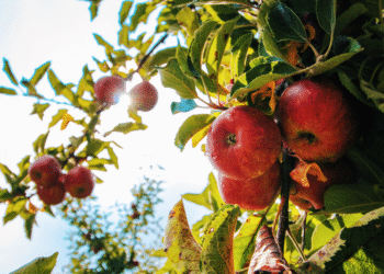 Mapa lança plano nacional para prevenir entrada da traça-da-maçã no Brasil