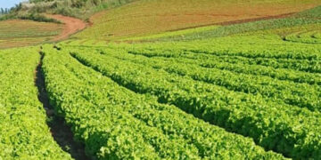 Estudo da Embrapa aponta que cultivo de alface em campo aberto pode se tornar inviável até o fim do século