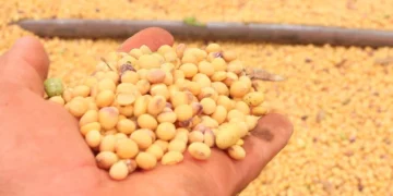 Mapa inicia nova etapa de projeto-piloto do Zarc em níveis de manejo para soja no Paraná