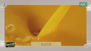 Almanaque Agro+ – Conheça as maravilhas da siriguela