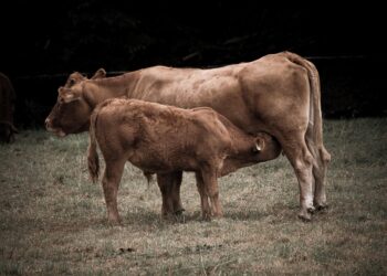 Mercado pecuário registra redução nos volumes negociados, aponta Cepea