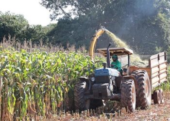Queda na produtividade agrícola pressiona produção de açúcar e etanol no Centro-Sul