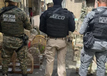 Operação prende suspeito de liderar rede de tráfico de animais silvestres na Bahia