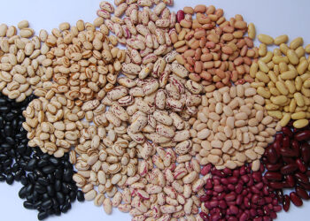 Produção de feijão no Brasil é dominada por grandes lavouras, apesar da maioria ser de pequenas áreas