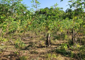 Governo libera R$ 18 milhões para enfrentar vassoura-de-bruxa em lavouras do Amapá