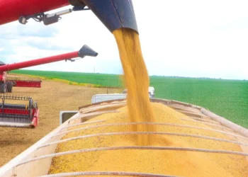 Safra nacional de grãos deve atingir recorde de 341,9 milhões de toneladas em 2025, aponta IBGE