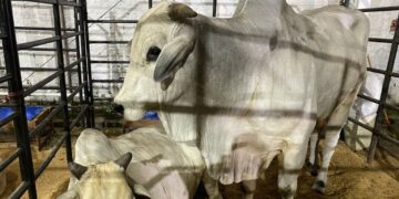 Preço do boi gordo se mantém firme em São Paulo e outras regiões