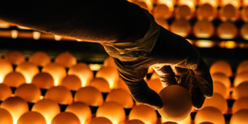 Singapura abre mercado para ovos-produto do Brasil em movimento estratégico para a Ásia