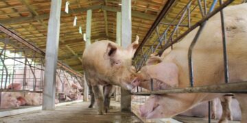 Suinocultor paulista tem melhor relação de troca com farelo de soja em 20 anos