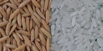 Conab lança pacote de R$ 300 milhões para movimentar 630 mil toneladas de arroz e sustentar preços ao produtor