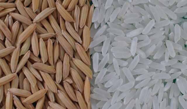 Conab lança pacote de R$ 300 milhões para movimentar 630 mil toneladas de arroz e sustentar preços ao produtor