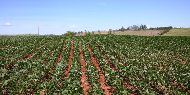 Água do São Francisco tira famílias do risco e promete renda no Semiárido