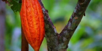 Setor de cacau no Brasil enfrenta ‘cenário desafiador’ com moagem em queda e impactos de tarifas dos EUA