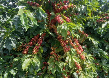 Café da Nova Alta Paulista conquista Indicação Geográfica para valorizar história e produto