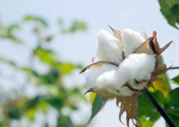 Cotonicultura é destaque entre maiores plantações brasileiras