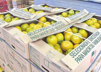 Fruticultura brasileira ganha nova rota aérea cargueira para a Europa via Recife e Bruxelas