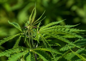 Cânhamo pode gerar retorno financeiro até 11 vezes maior que soja e milho, aponta estudo inédito