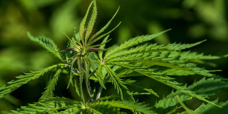 Cânhamo pode gerar retorno financeiro até 11 vezes maior que soja e milho, aponta estudo inédito