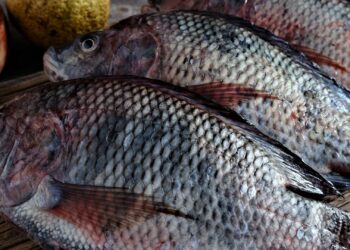 MPA suspende licenças de pesca, após investigação da Polícia Federal