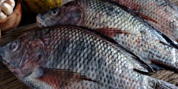 MPA suspende licenças de pesca, após investigação da Polícia Federal