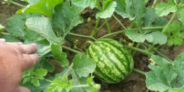 Controle fitossanitário garante que melancia e abóbora de Ibirapuã ganhem o mundo