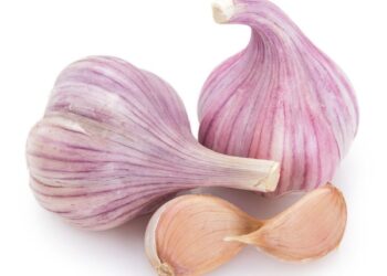 Cultura do alho ganha zoneamento climático e produtores passam a contar com novas janelas seguras de plantio