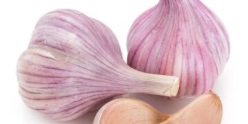 Cultura do alho ganha zoneamento climático e produtores passam a contar com novas janelas seguras de plantio