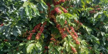 CNC avalia como positiva declaração do Tesouro dos EUA sobre redução de tarifas ao café brasileiro