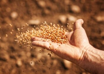 Manejo eficiente na cevada aumenta produtividade e reduz perdas, aponta IHARA