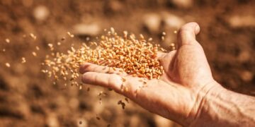 Manejo eficiente na cevada aumenta produtividade e reduz perdas, aponta IHARA