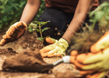 Análise jurídica destaca importância das Cotas de Reserva Ambiental para a valorização e segurança jurídica no campo
